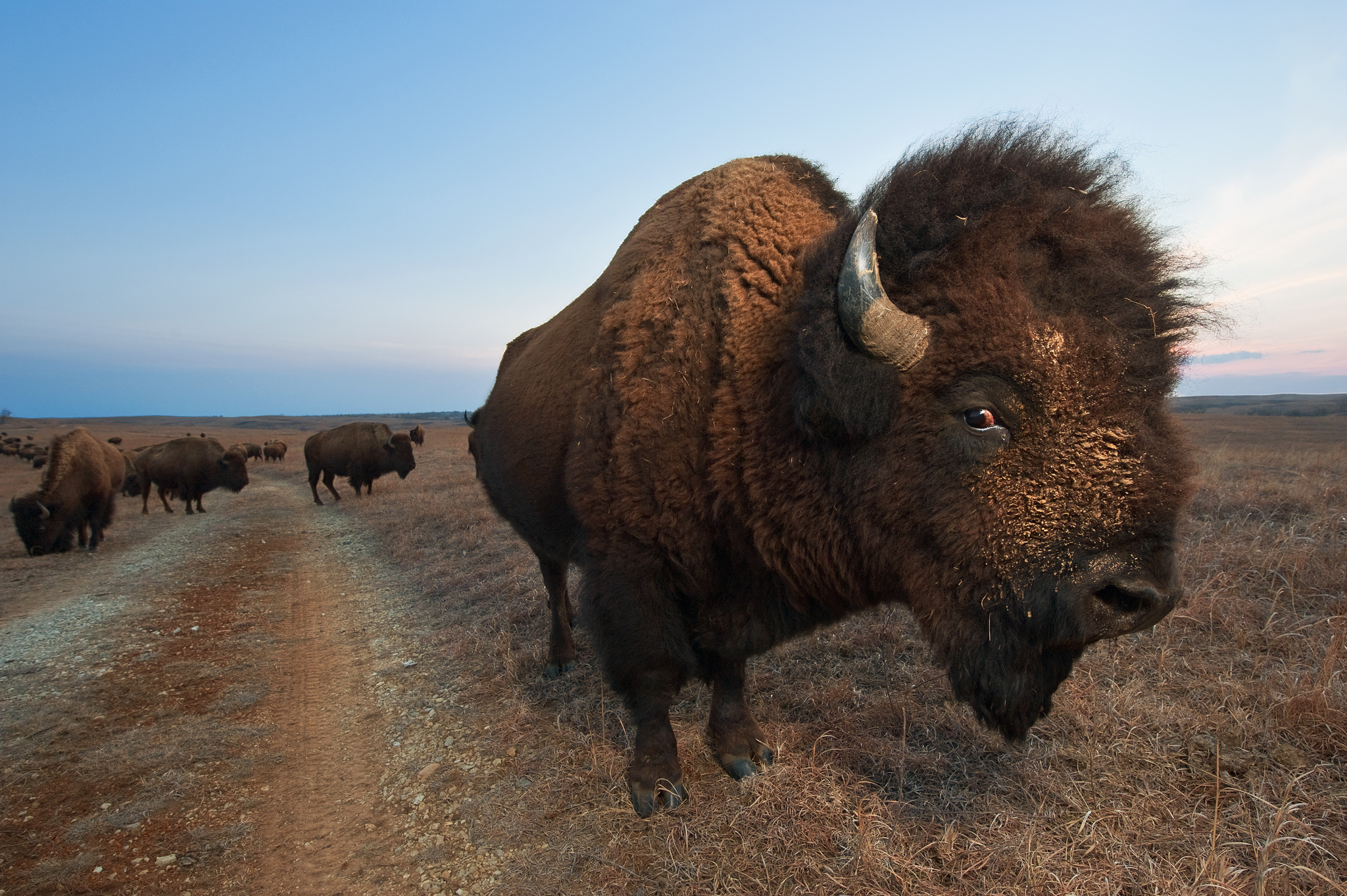 Free photo Wild Bisons Animal, Bison, Landscape Free Download Jooinn