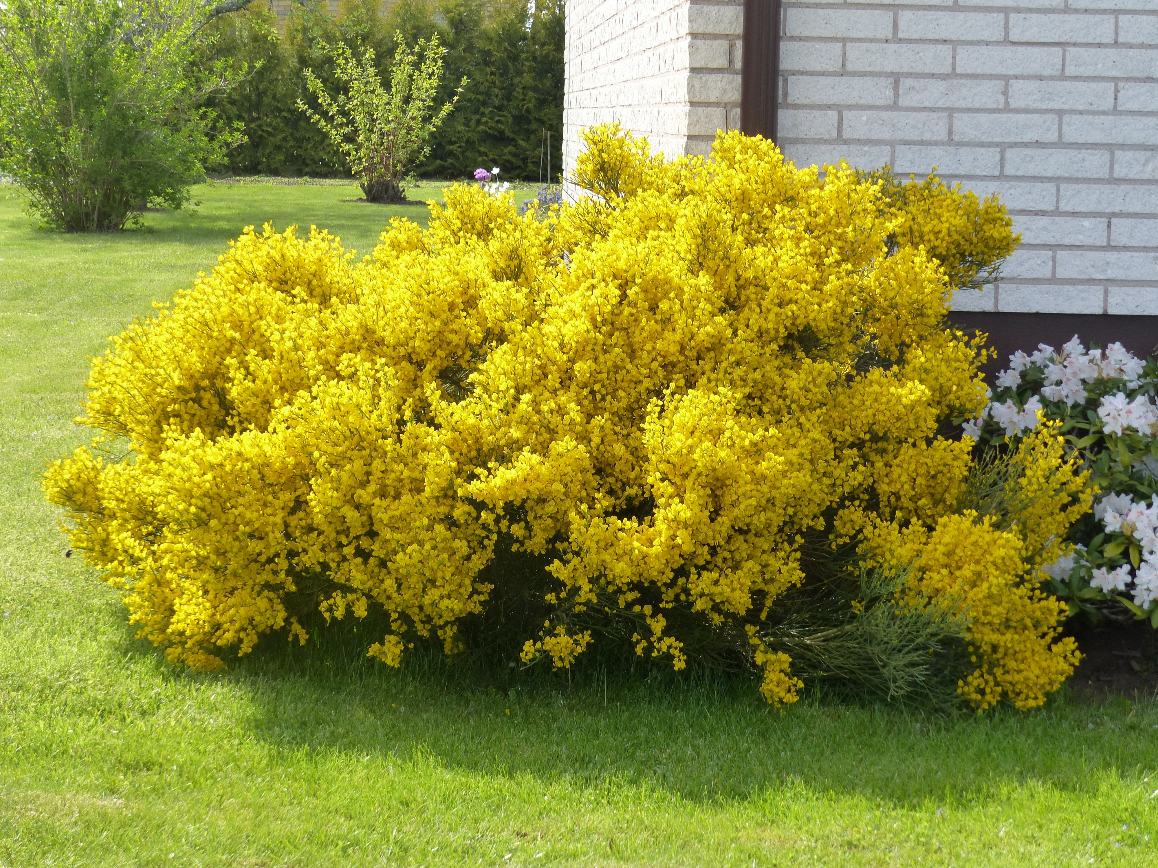 Free photo Yellow Bush Bush, Garden, Plant Free Download Jooinn