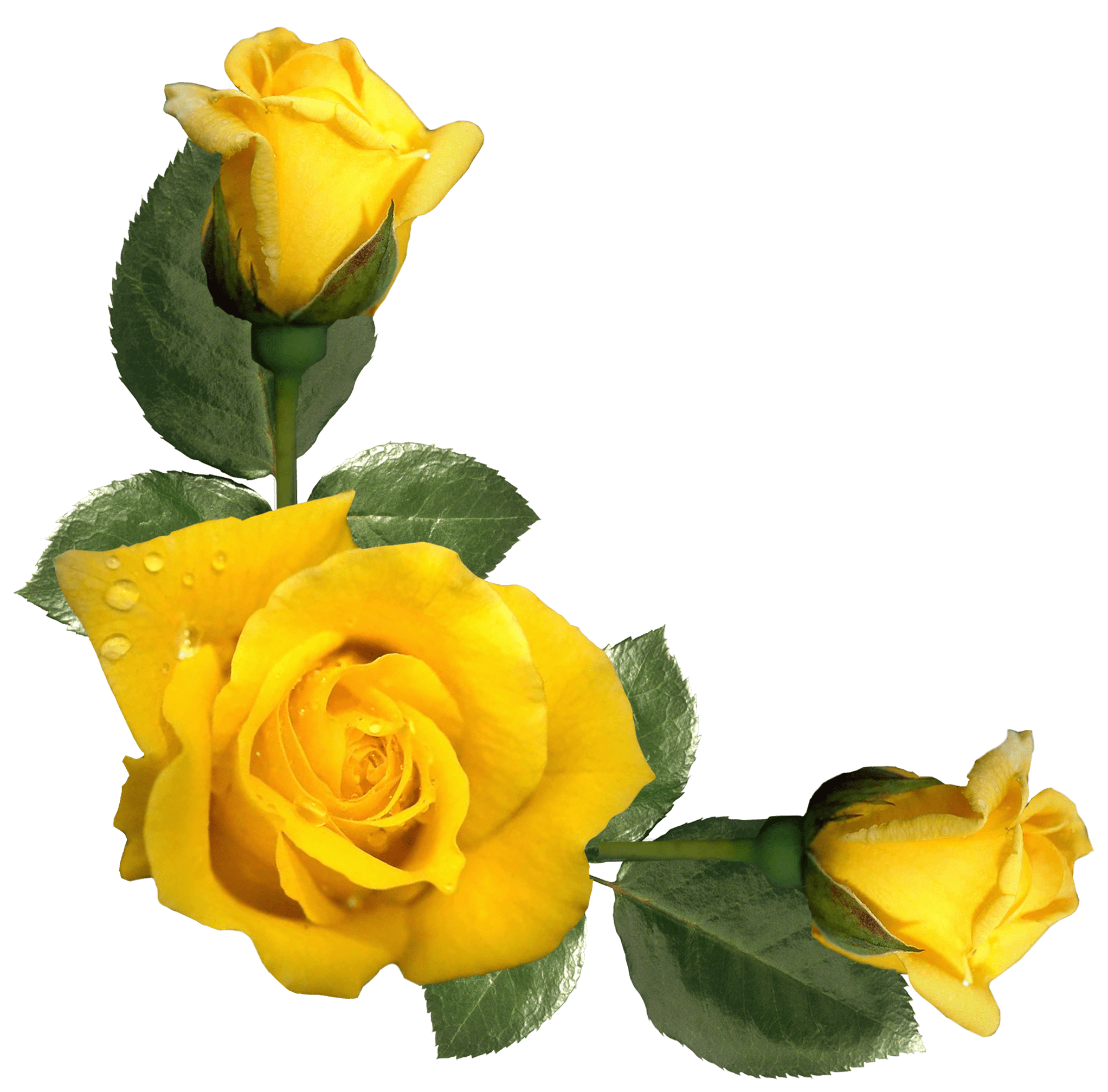 Free photo Yellow roses Anniversary, Romantic, Nature Free Download Jooinn