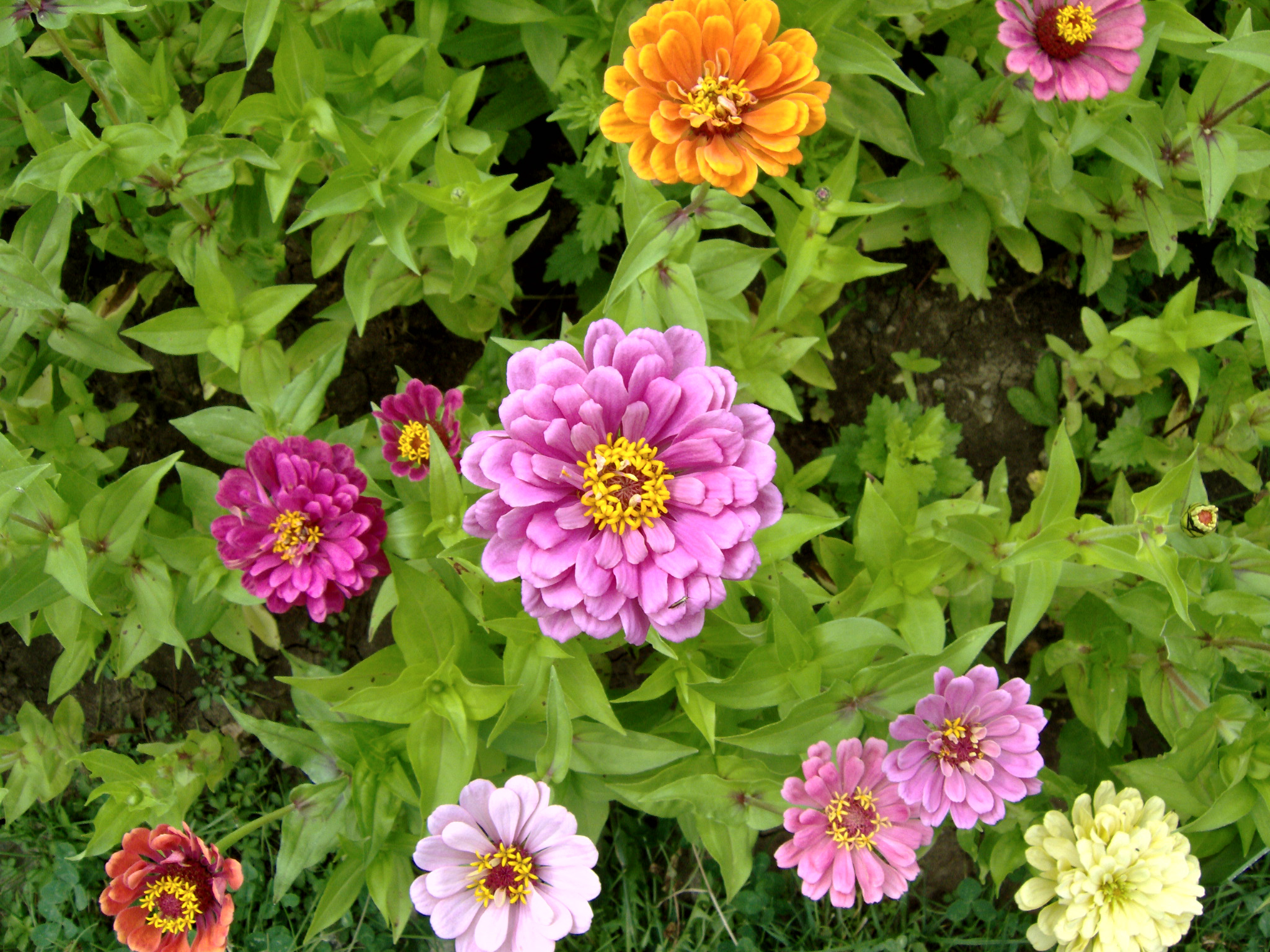 Free photo Zinnia Elegans Bspo06, Flower, Garden Free Download