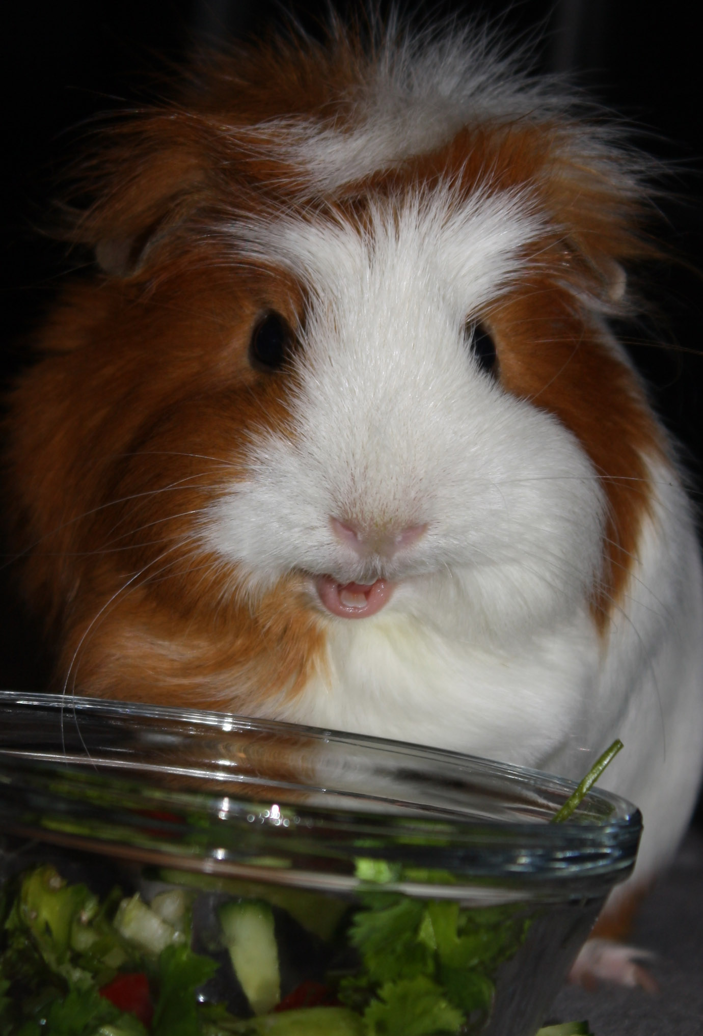 I made my guinea pig a little salad...I think she enjoyed it r/aww