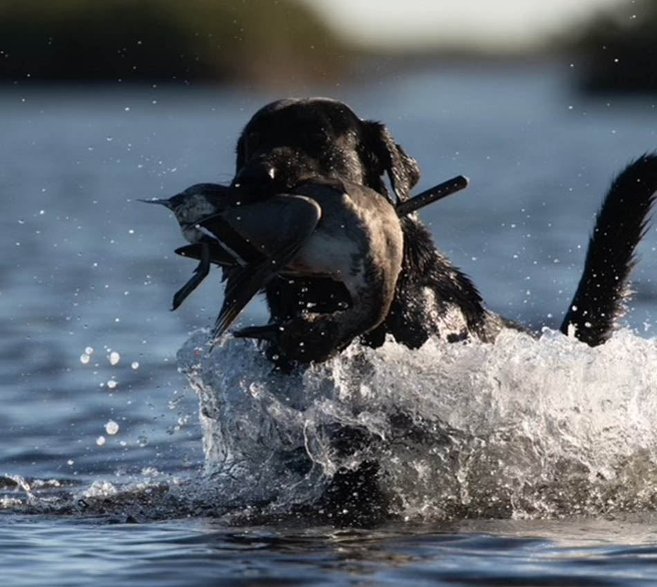 All Breed Dog Boarding Jordan Valley Retrievers