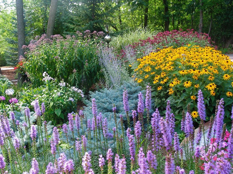 Decorative Perennials For Easy and Cheap Backyard Landscaping Idea