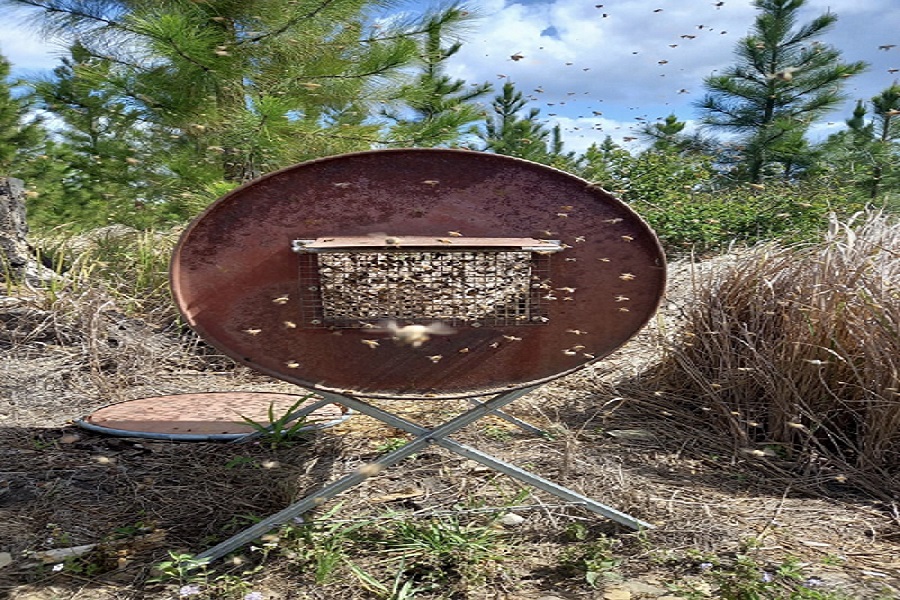 How to Choose Honey Bee Supplement Online Site Title