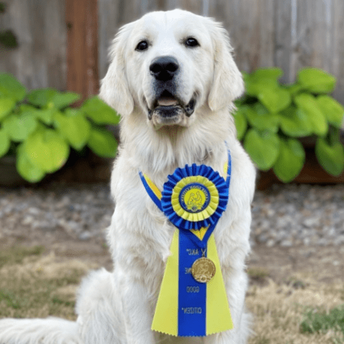 Understanding the Differences Between Canine Good Citizen and Therapy