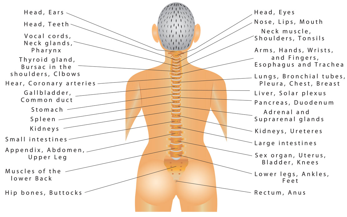 The Great Communicator The Human Spine