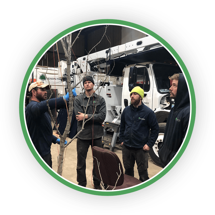 How To An Arborist Joseph Tree Columbus Ohio