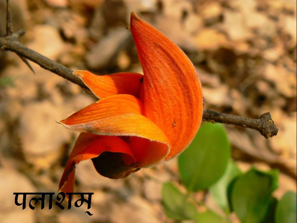 names of flowers in sanskrit Joshi4vedas's Blog