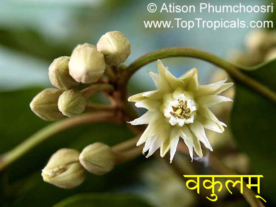 names of flowers in sanskrit Joshi4vedas's Blog