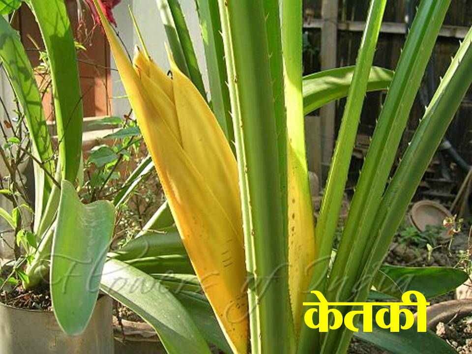 names of flowers in sanskrit Joshi4vedas's Blog