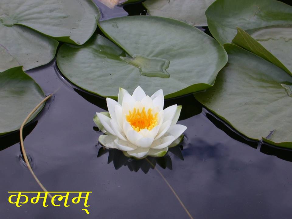 names of flowers in sanskrit Joshi4vedas's Blog