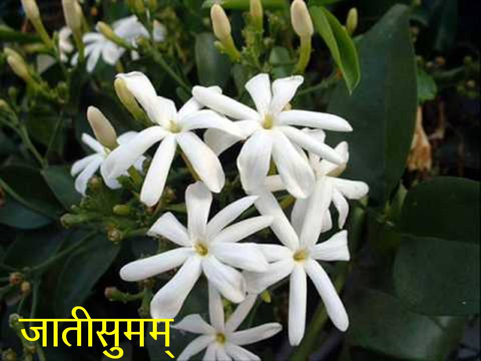 names of flowers in sanskrit Joshi4vedas's Blog