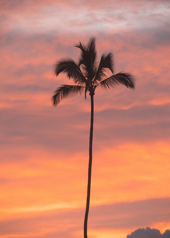 Fire Palm Joshua Lynott