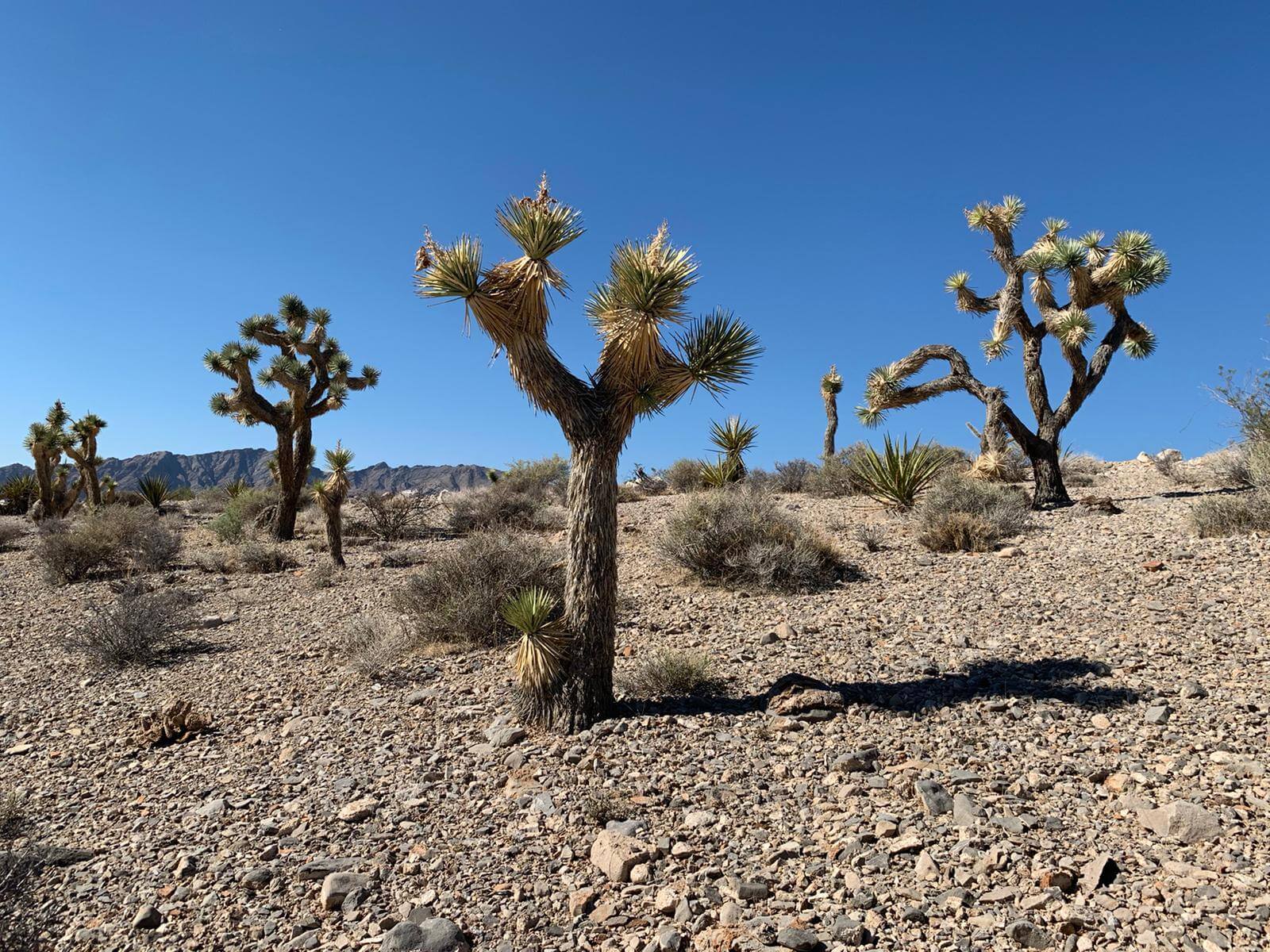 Joshua Trees For Sale Nevada Veterans Rock & Supply