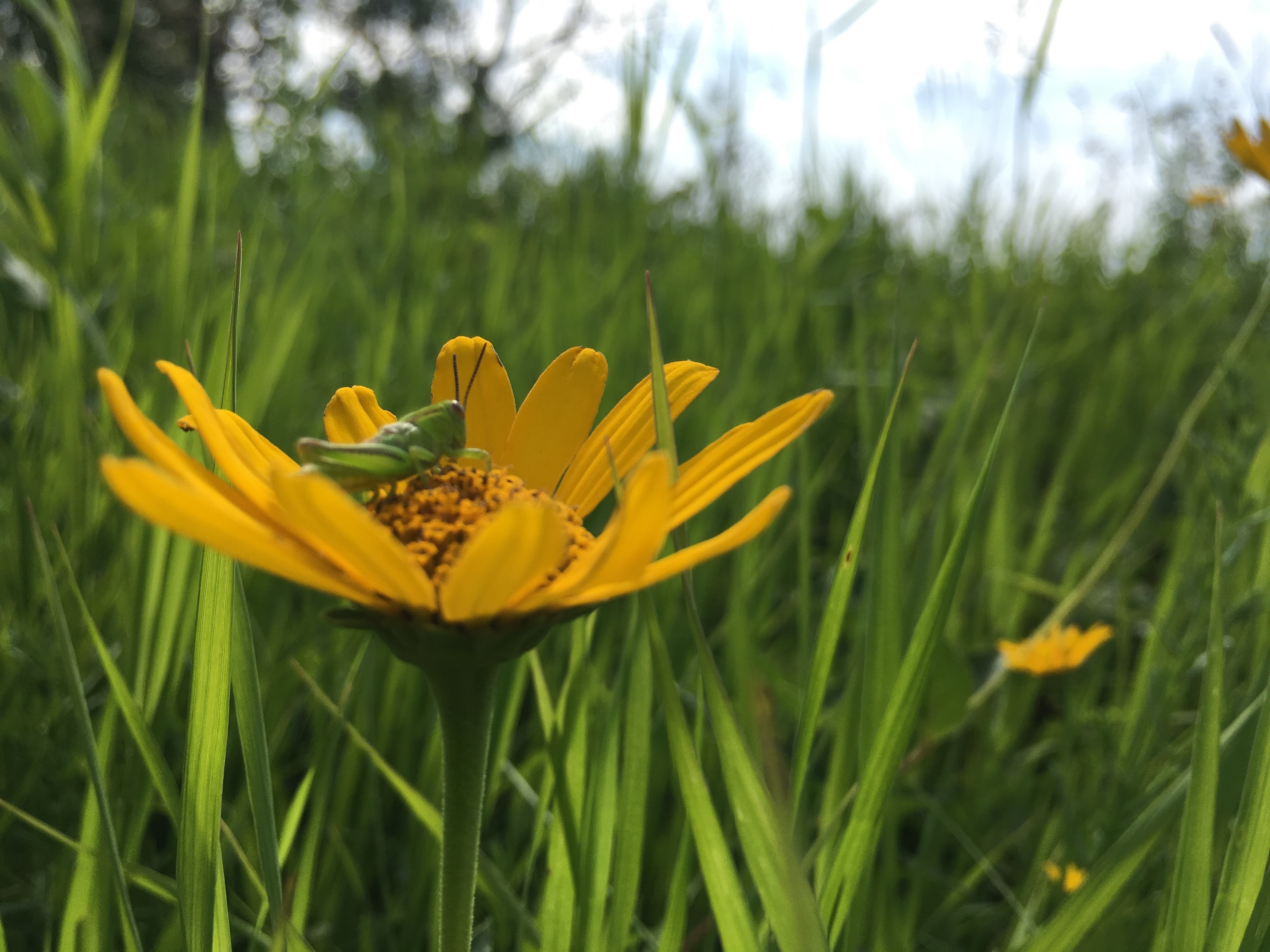 Pennock, Minnesota Josiena