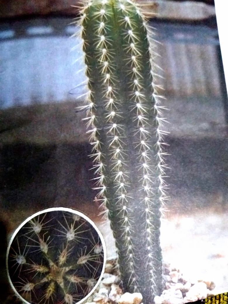 Kaktus Tugu dari Jenis Kaktus Escontria - Josi Kie