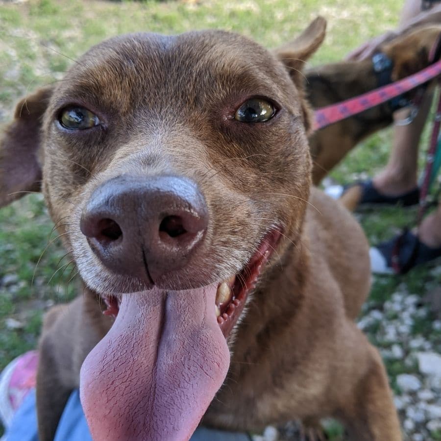 Ocean Acres Animal Sanctuary in Barbados Joss Stone