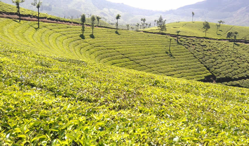 Visiting Tea Plantations, Nature Walk Safaris in Uganda