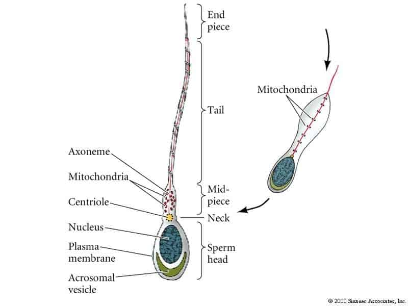 Centriole Functions and Structure in Plant and Animal Cells