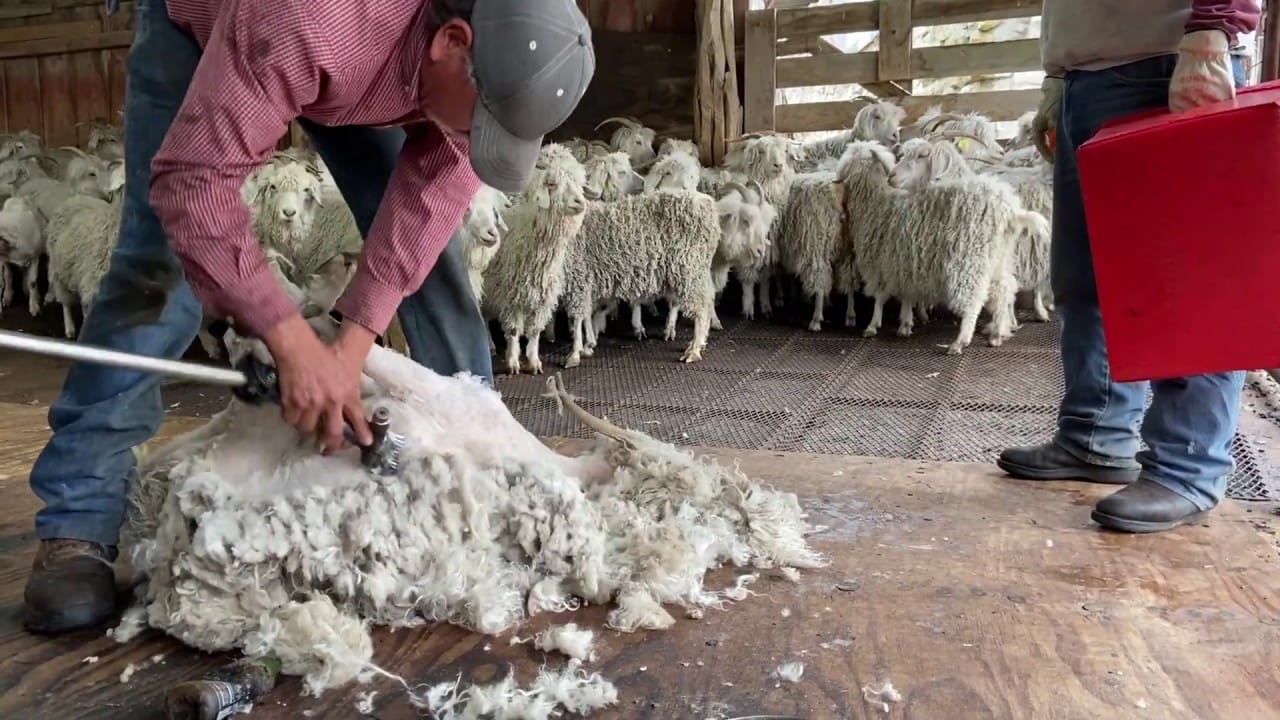 BKB Vacancies 800 Nationalwide Sheep/Goat Shearers
