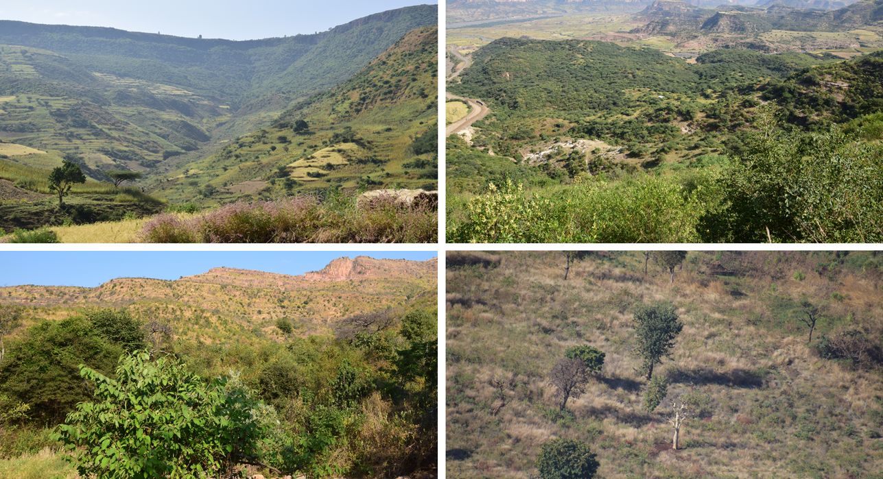 Nesting behavior, egg morphology, and breeding biology of Harwood’s