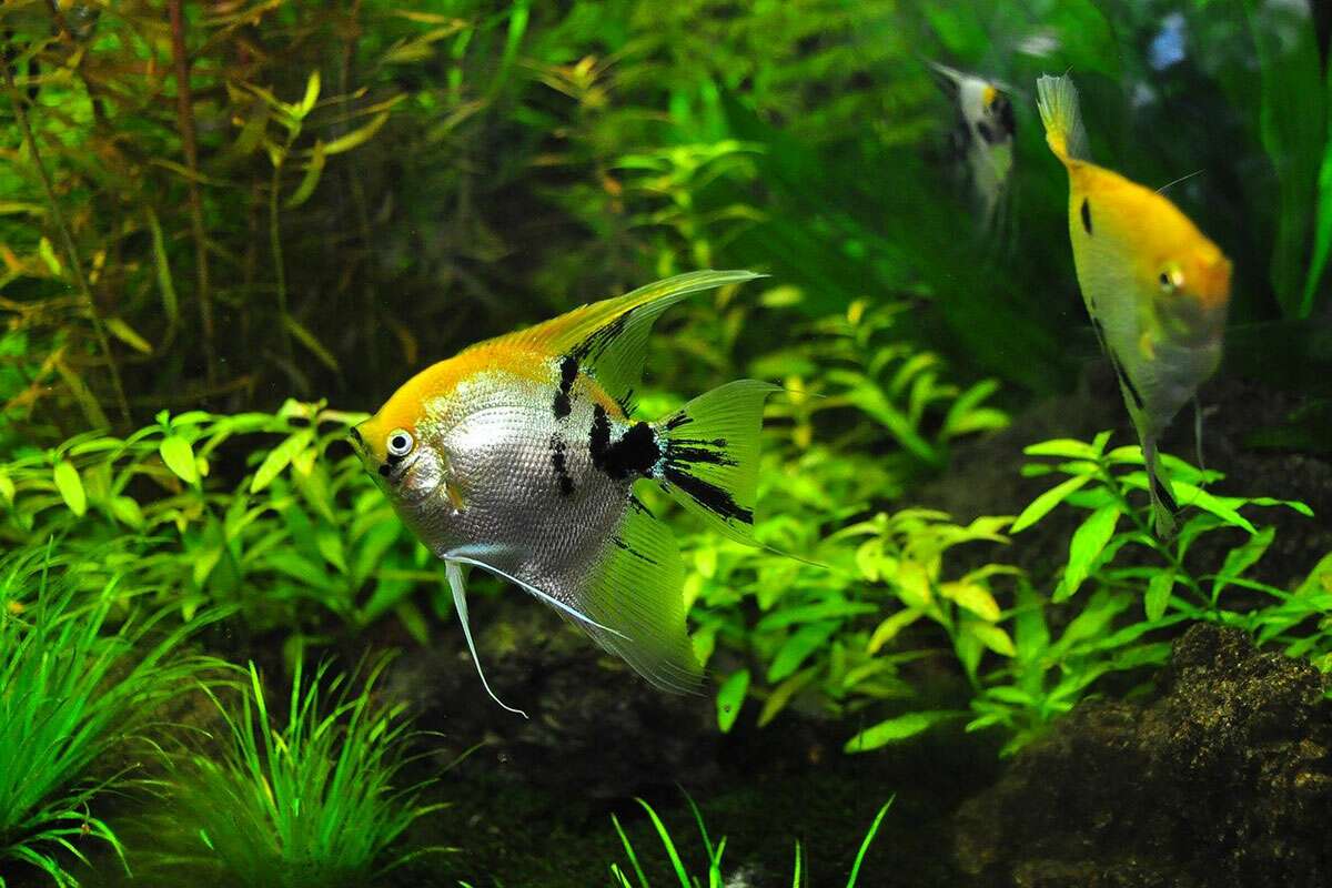 4 Important Steps You Need To Take Before Getting A Pet Fish Journal
