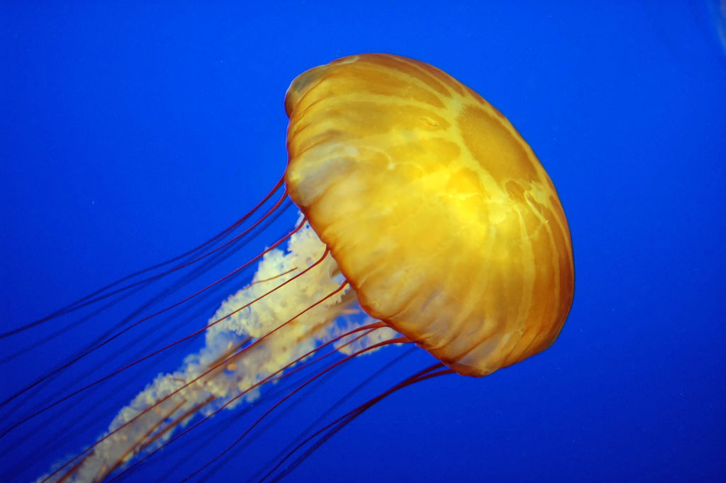 Can Jellyfish kill humans? MEDizzy Journal