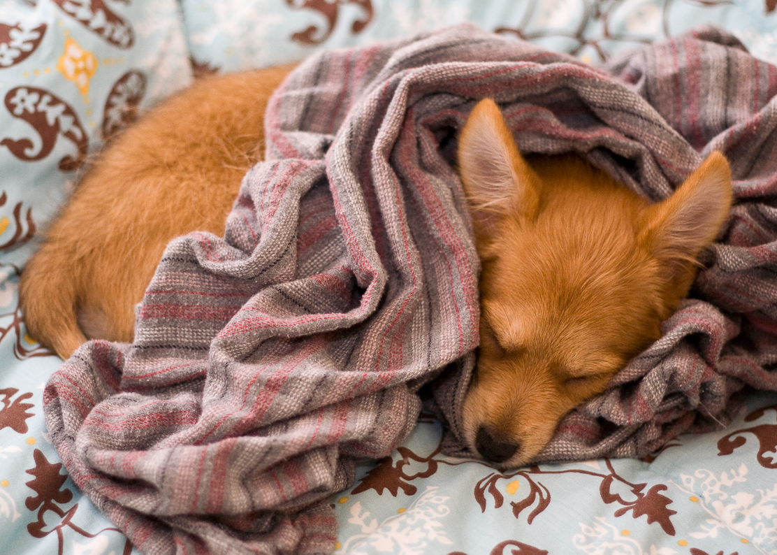 Why Do Dogs Rub Their Faces In Blankets