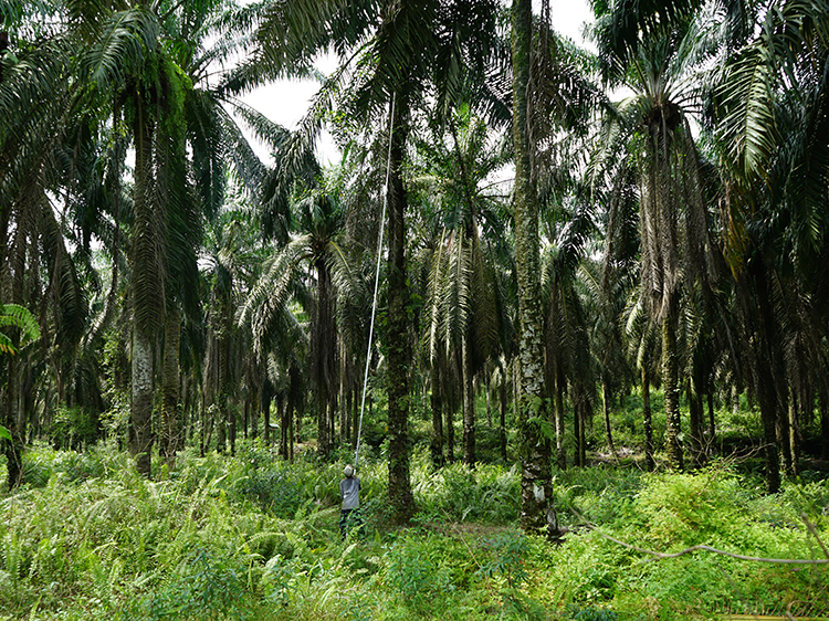 A journey through agroindustrial territories of palm oil production in Southeast Asia Hans
