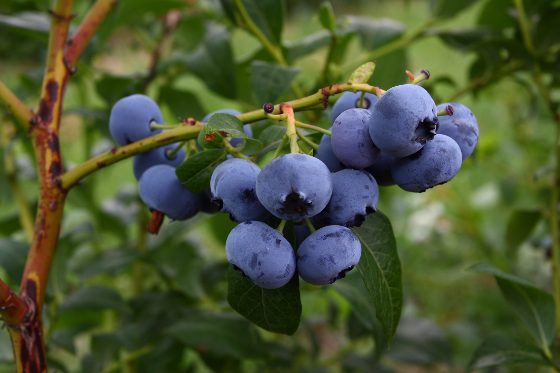 La récolte de bleuets s'annonce hâtive