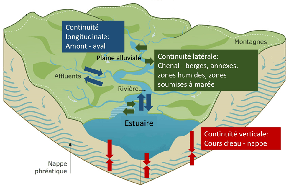 Restaurer la continuité écologique des cours d’eau que saiton et