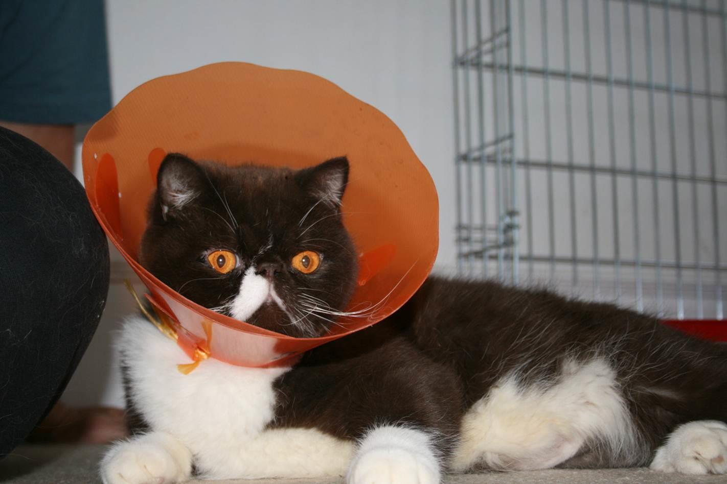 Client Stories Pet Insurance New Zealand Petplan NZ