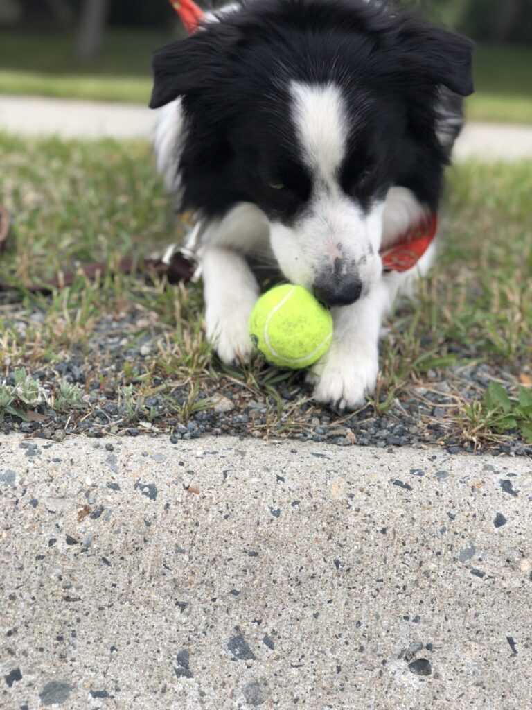 13 Dog Training Games and Exercises with Video Demos Journey Dog Training