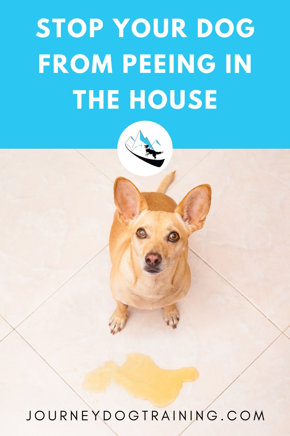 Why Does My Dog Keep Peeing on the Carpet? Journey Dog Training