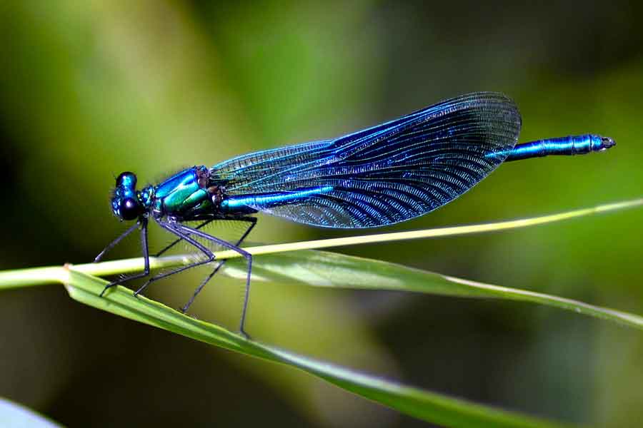 Dragonfly Meaning and Symbolism