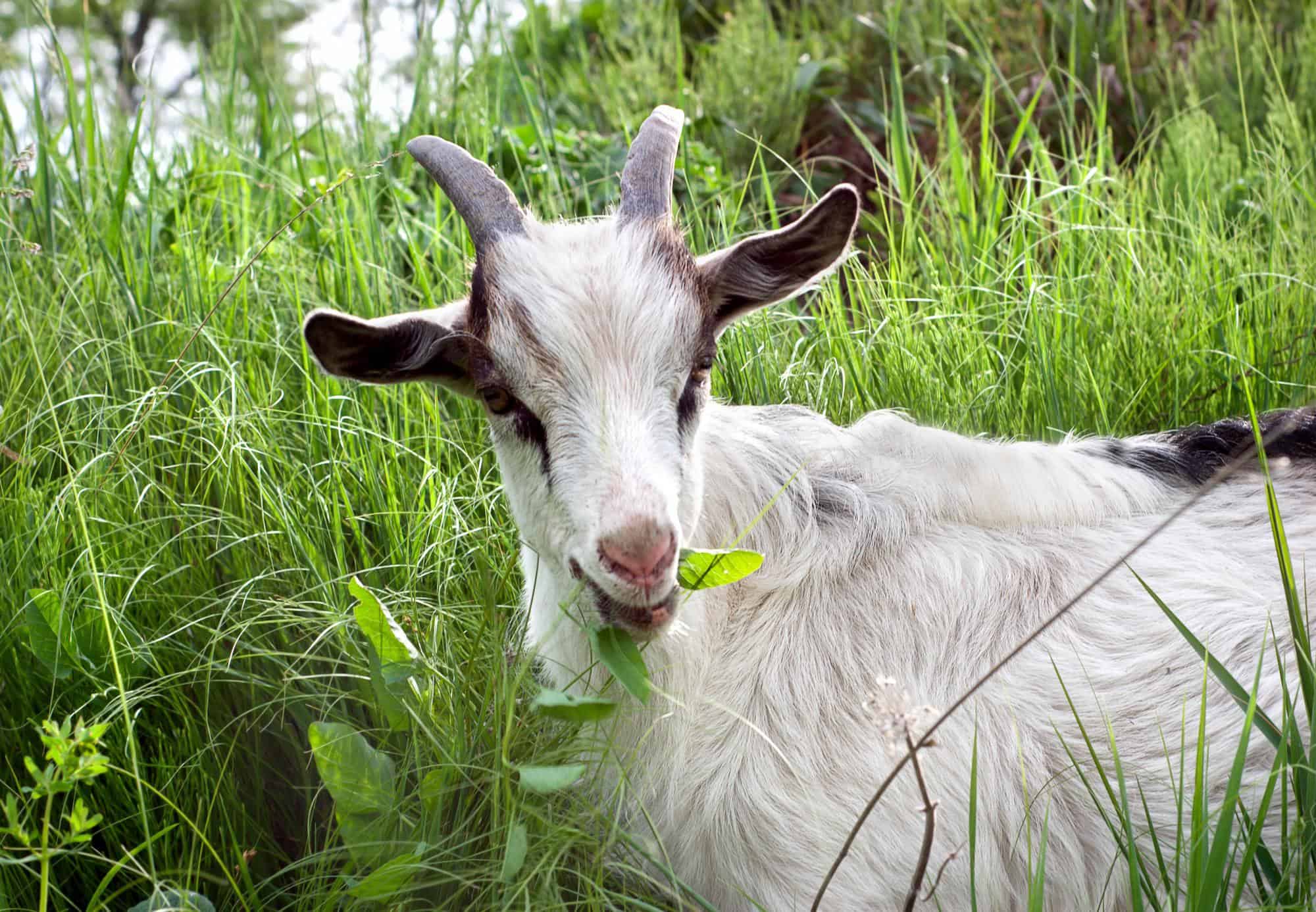 Goat Dream Meaning