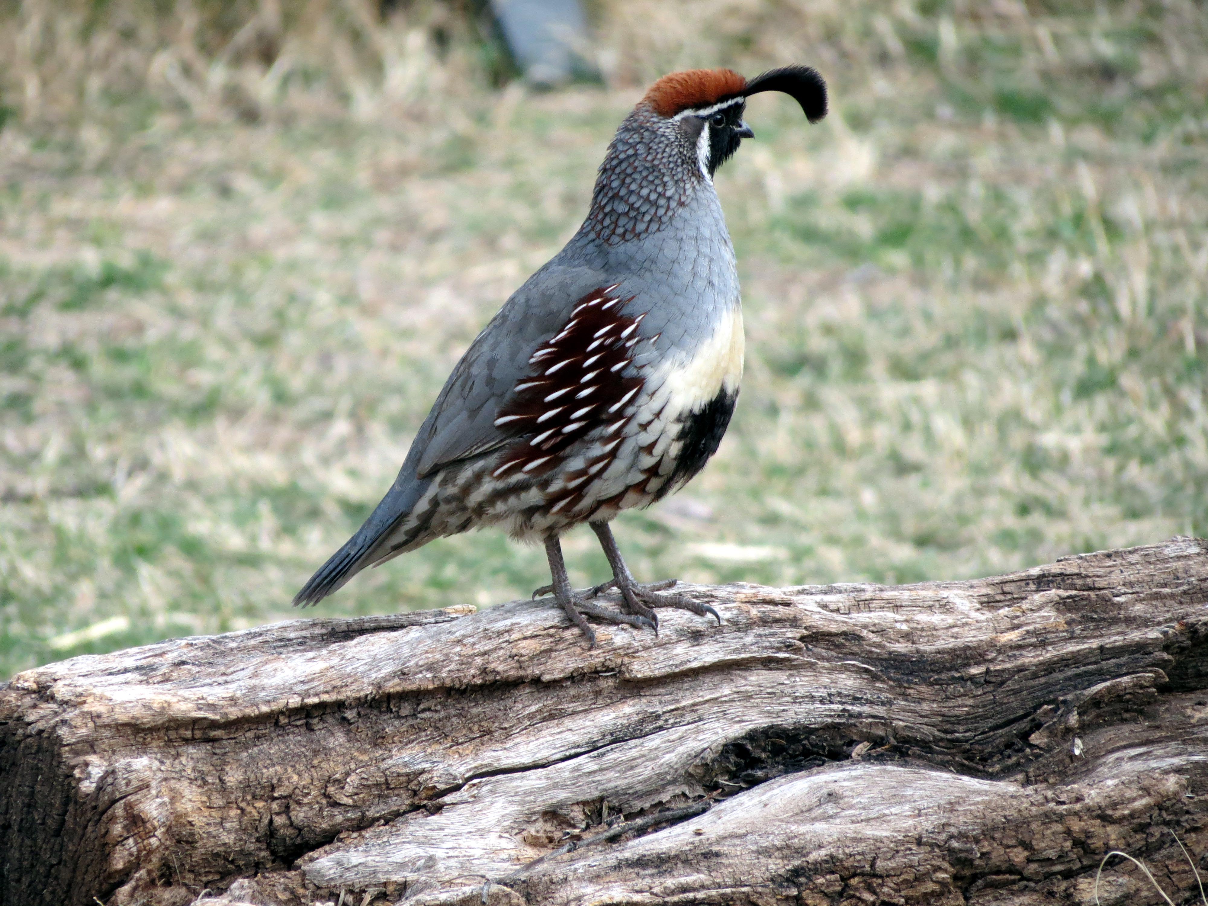 Birding in Patagonia….Arizona Journeys of Thankfulness