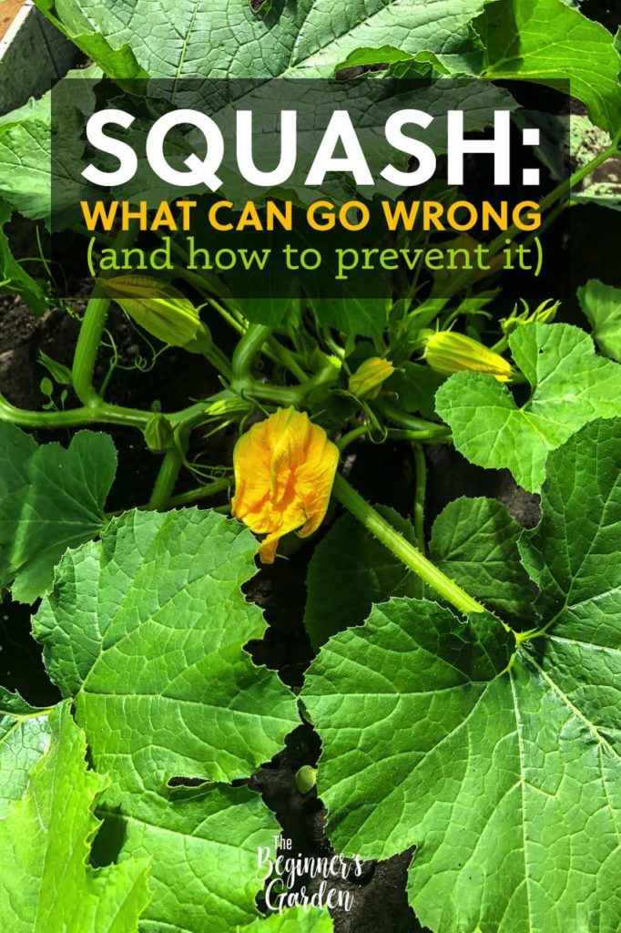 How To Grow Summer Squash In Containers For A Bountiful Harvest babysmind