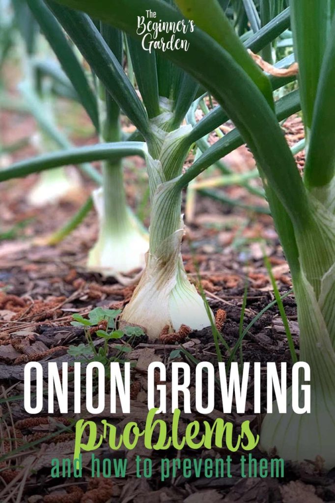 10 Onion Growing Problems and How to Prevent Them The Beginner's Garden