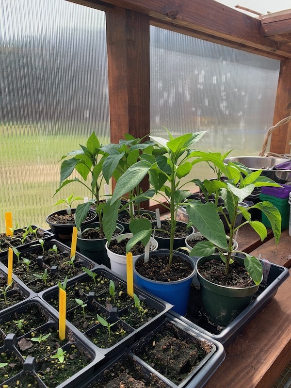 Potting Up What is it and How to Do It The Beginner's Garden