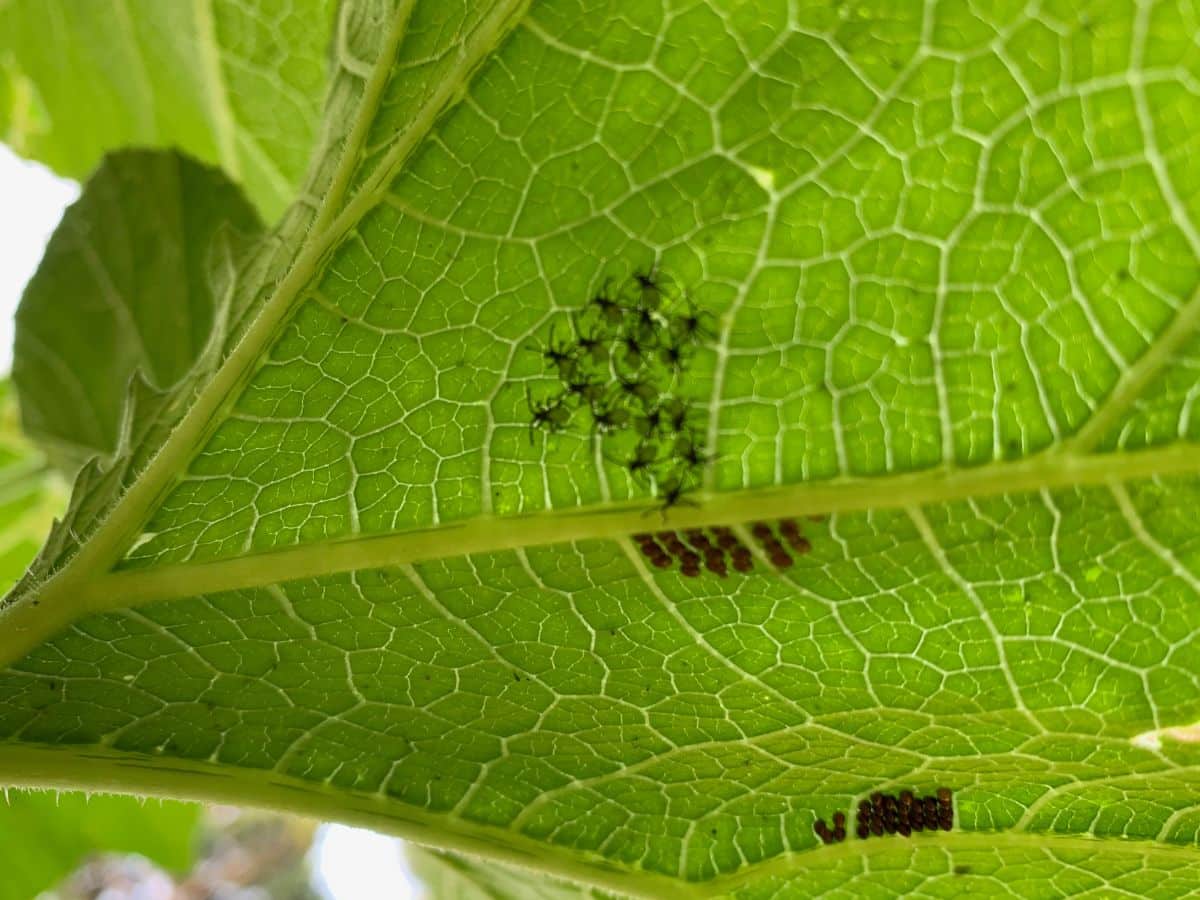 How To Identify What’s Eating Your Plants The Beginner's Garden