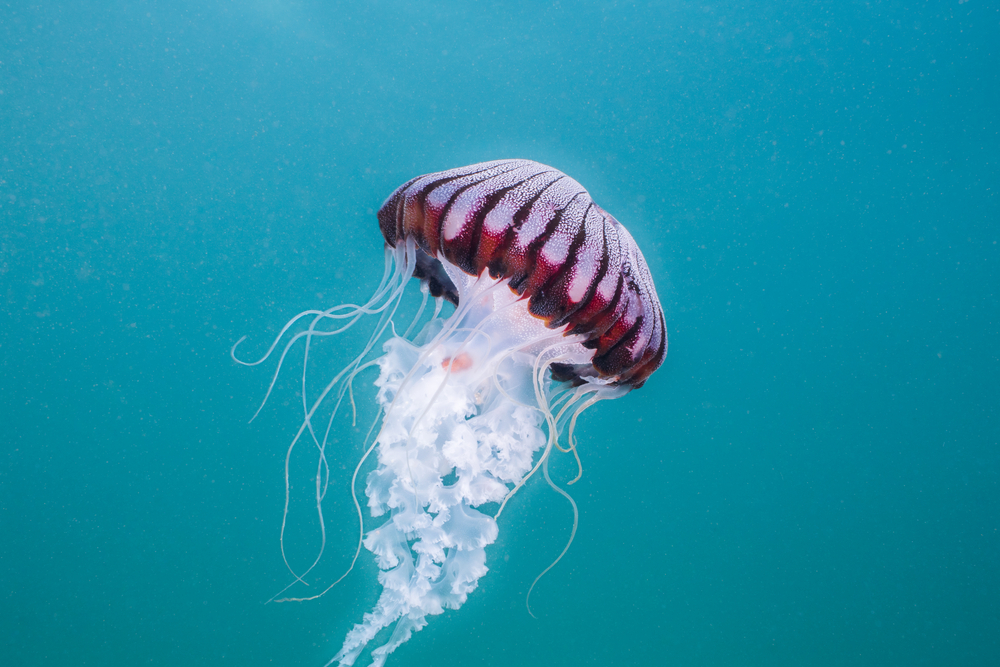 The 15 Types of Jellyfish in the Mediterranean Sea