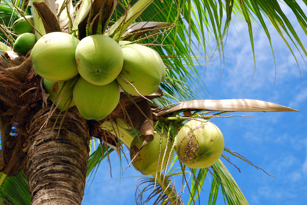 13 Types of Palm Trees in the Dominican Republic