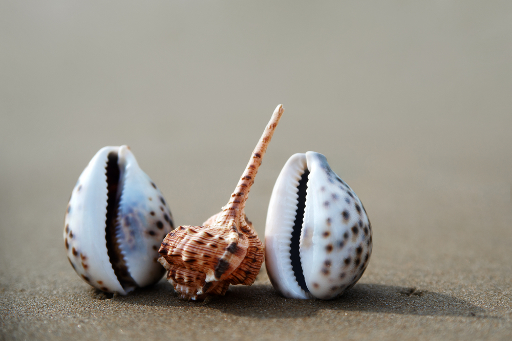 8 Examples of Nonliving Things in the Ocean