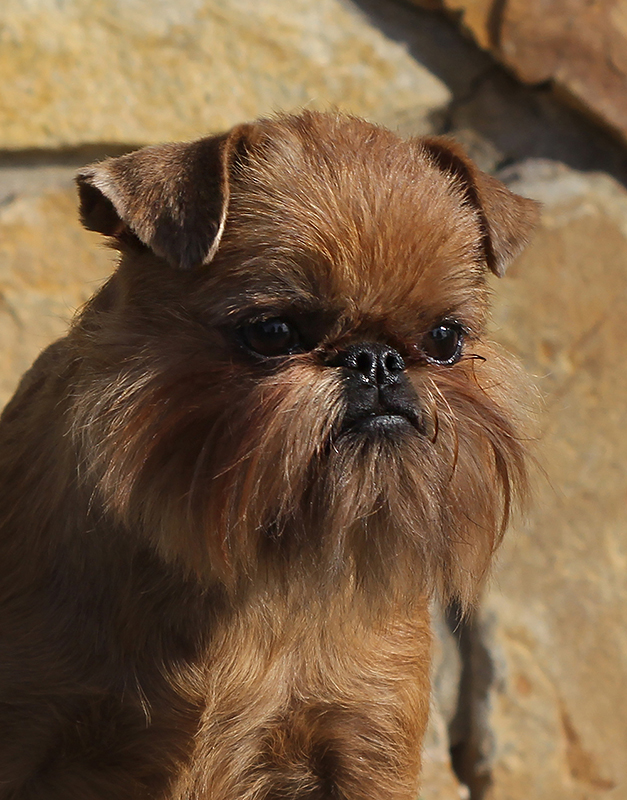 How Much Does A Brussels Griffon Dog Cost