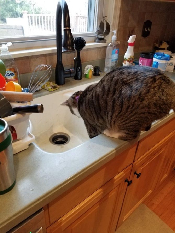 Tricks von Katzen eine lustige Auswahl mit Fotos und Videos