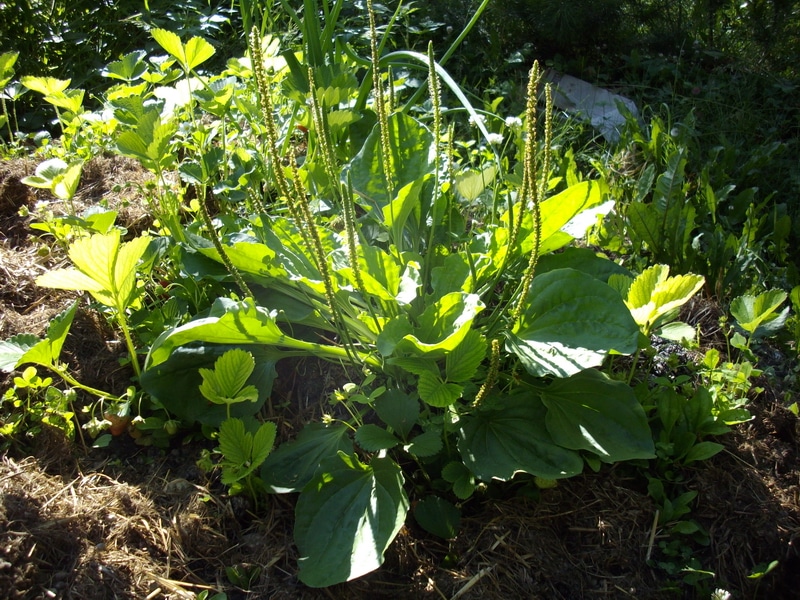 10 Wild Weeds and Greens to Eat Joybilee® Farm DIY Herbs