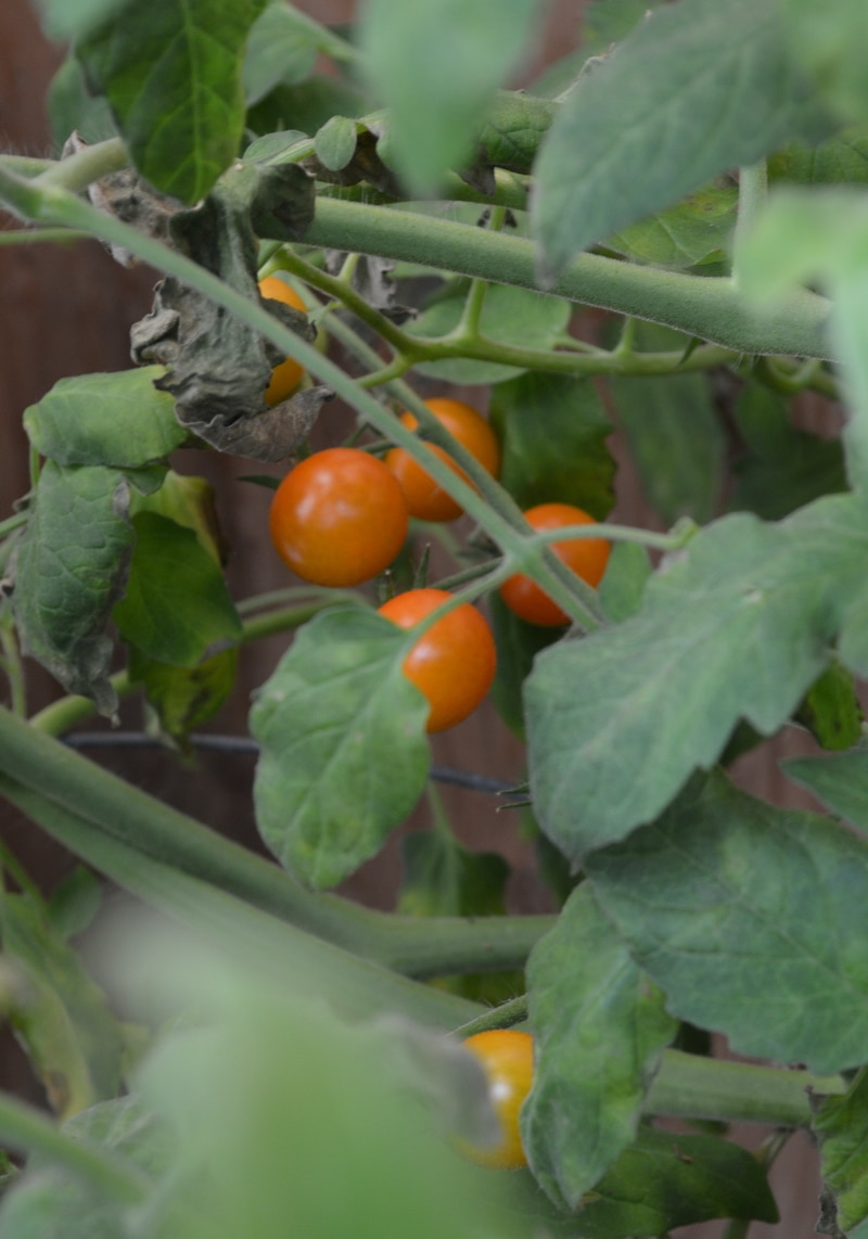 The Easy Way to Preserve Cherry Tomatoes