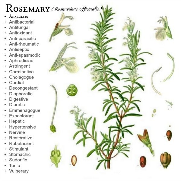 How to Grow Rosemary Joybilee® Farm DIY Herbs Gardening