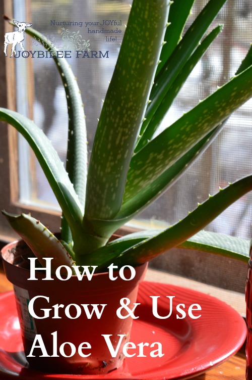 How to Grow and Use Aloe Vera Joybilee® Farm DIY Herbs Gardening jpg (500x752)